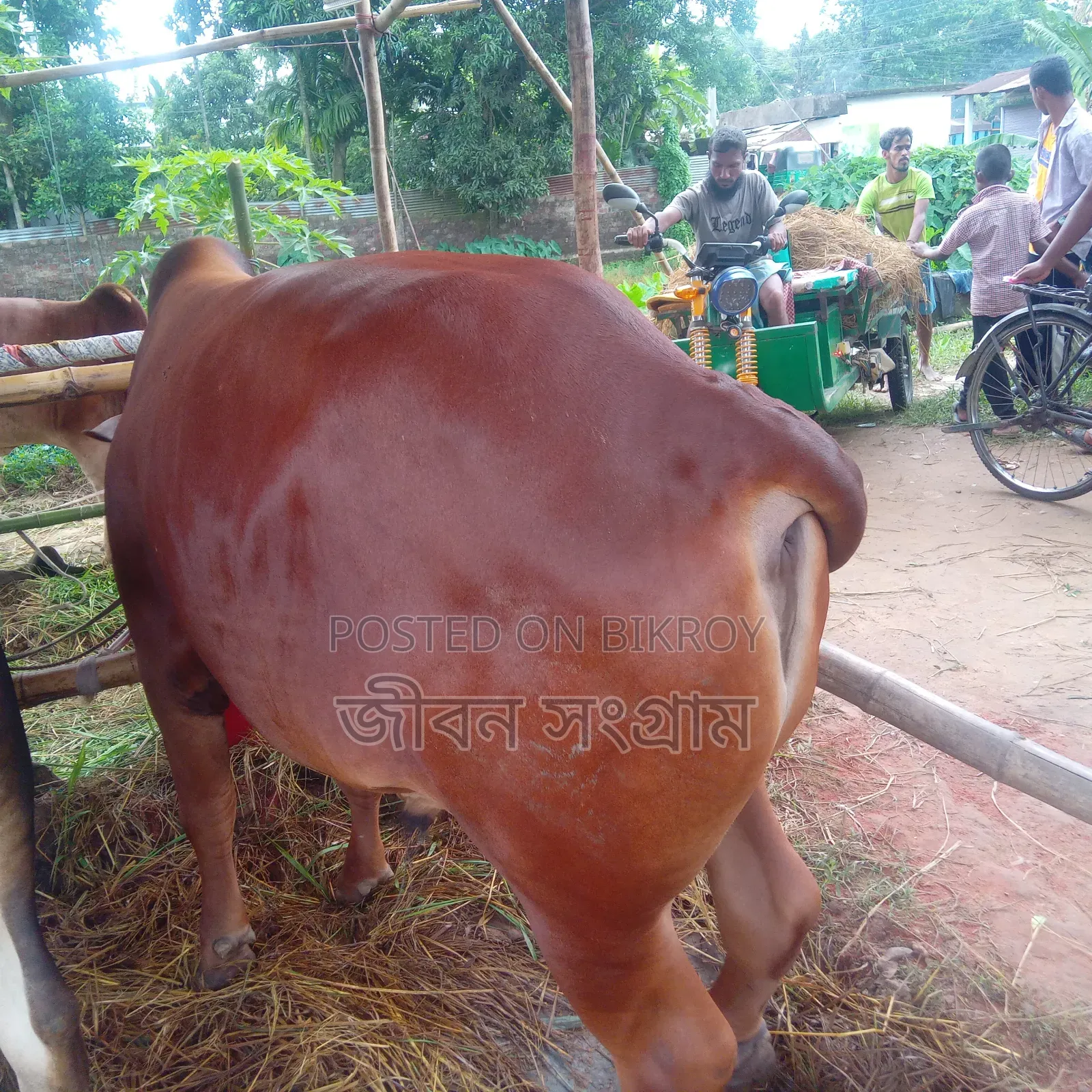 লাল ষাড় বড়