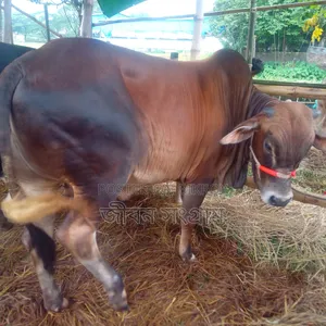 কালো লাল ষাঁড়