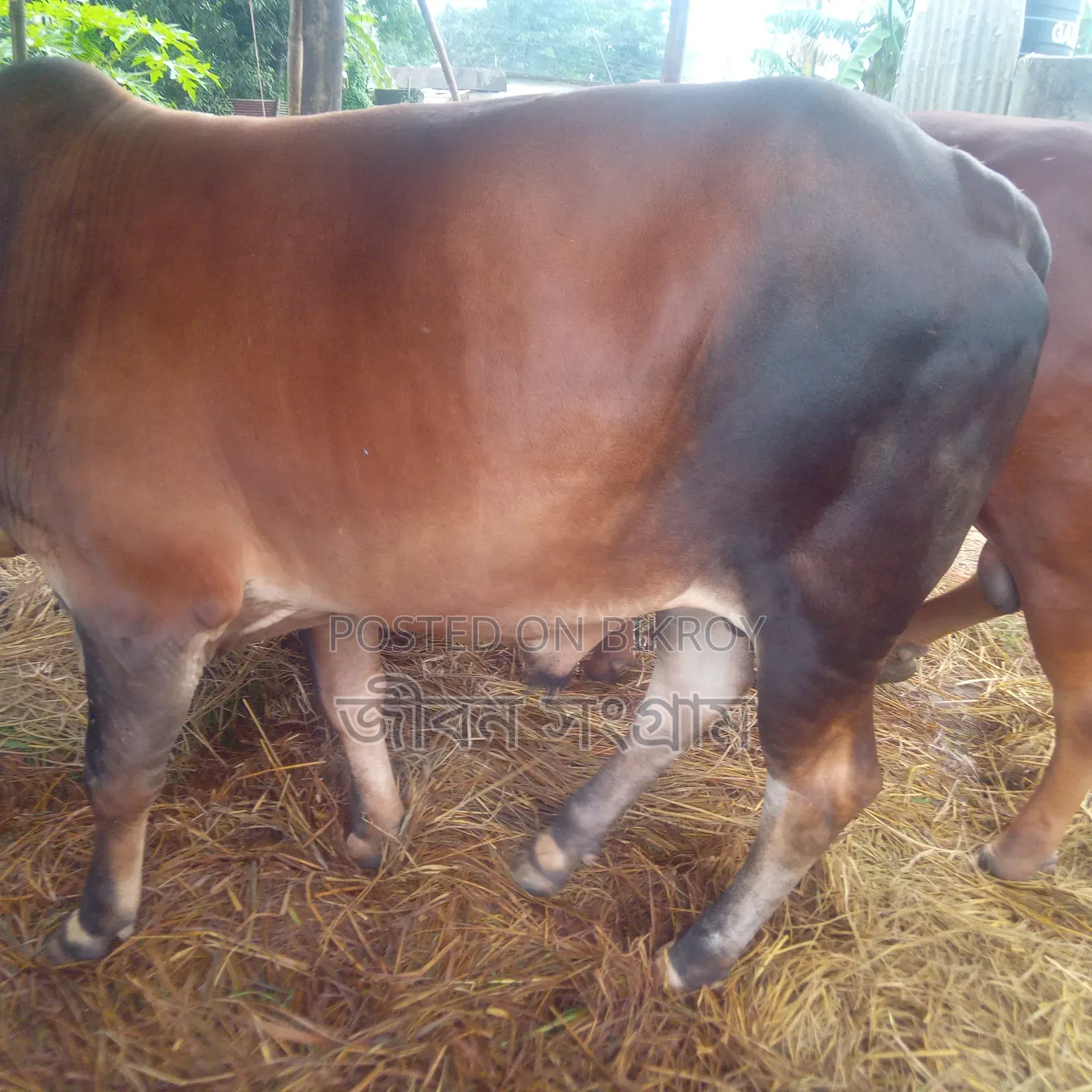 কালো লাল ষাঁড়