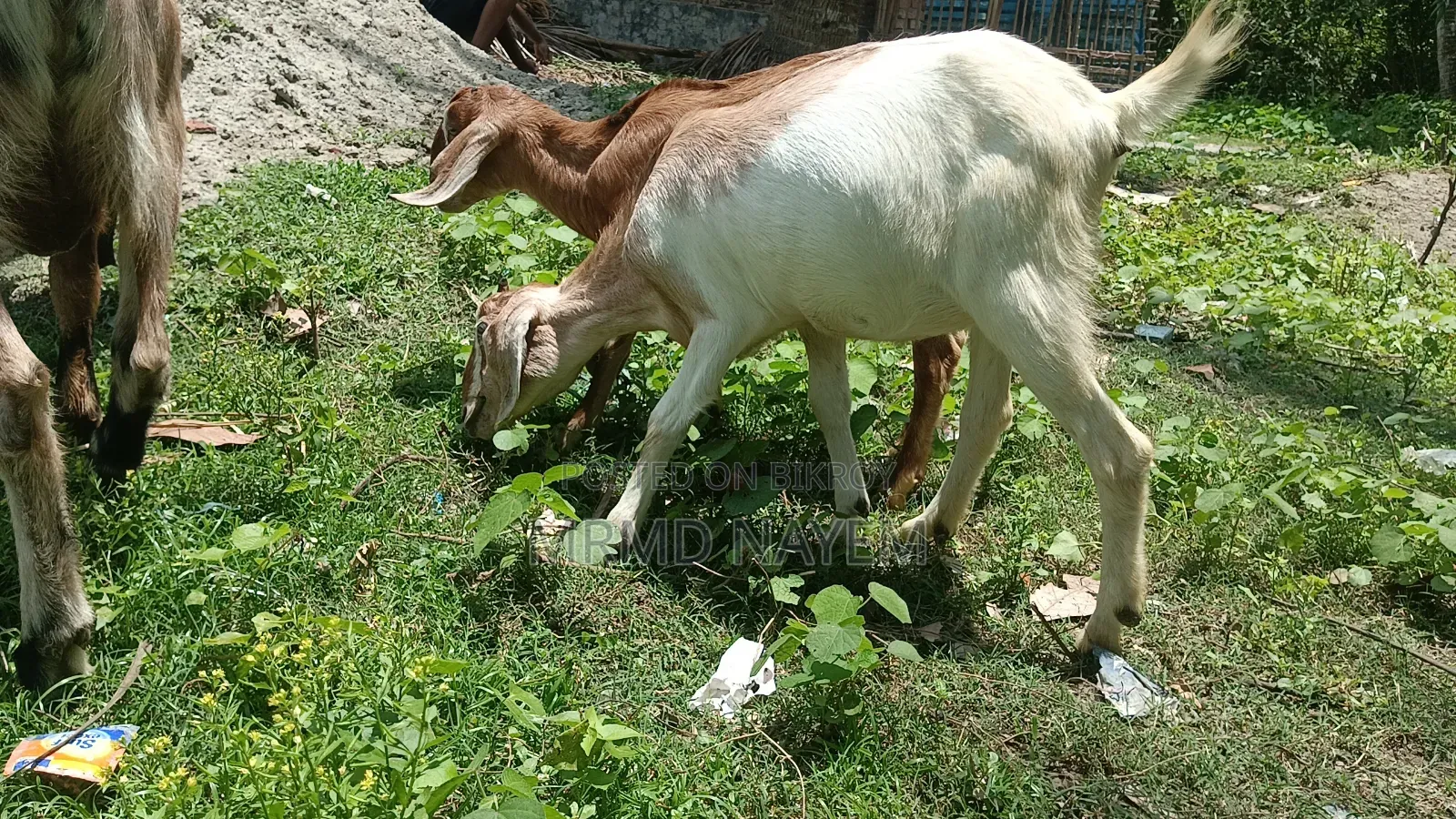 বডি ওয়েট এ বিক্রয় করা হয় 700 টাকা খাসি আর 650 টাকা মেয়ে 10মাস+বয়স