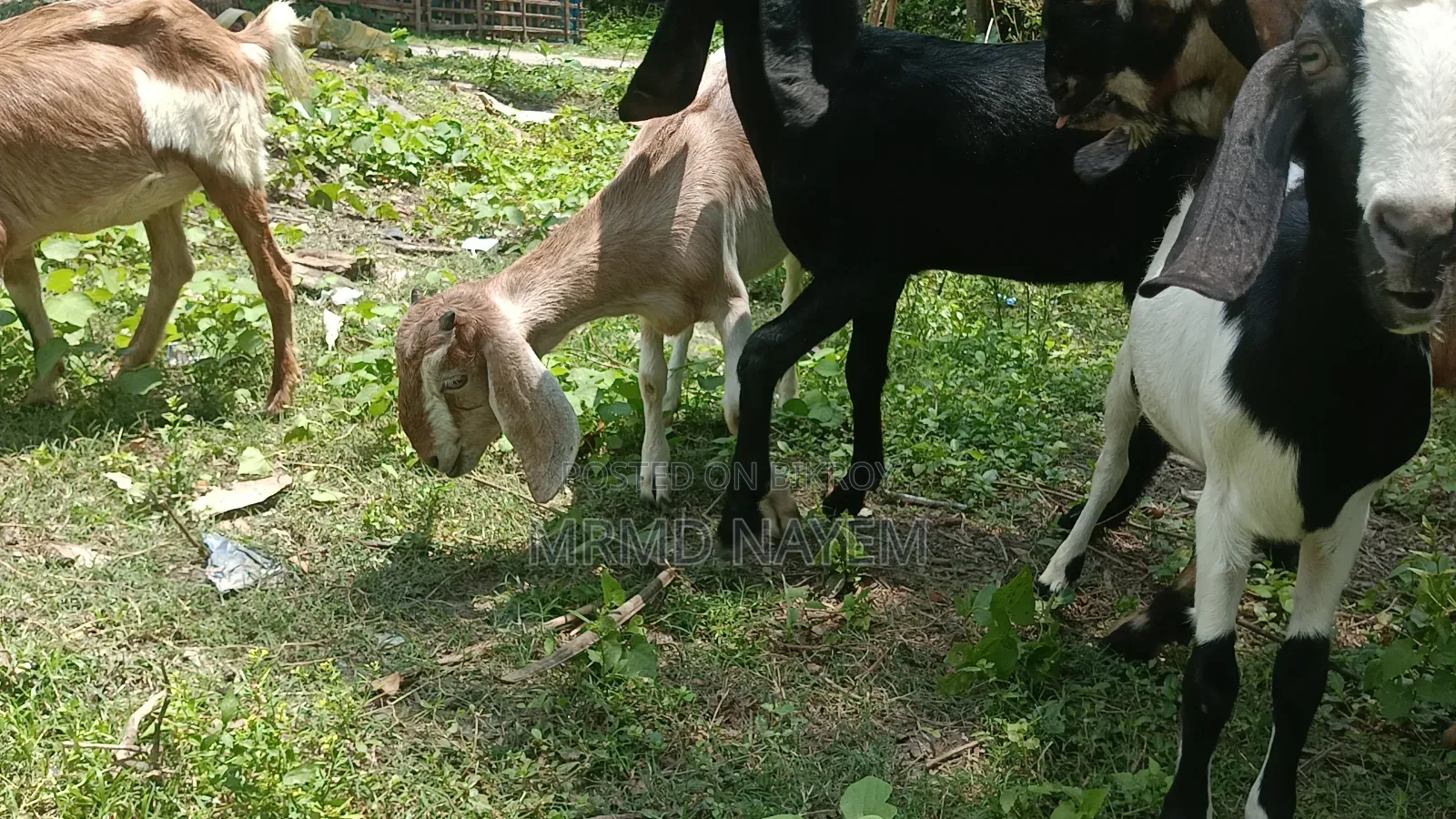 বডি ওয়েট এ বিক্রয় করা হয় 700 টাকা খাসি আর 650 টাকা মেয়ে 10মাস+বয়স