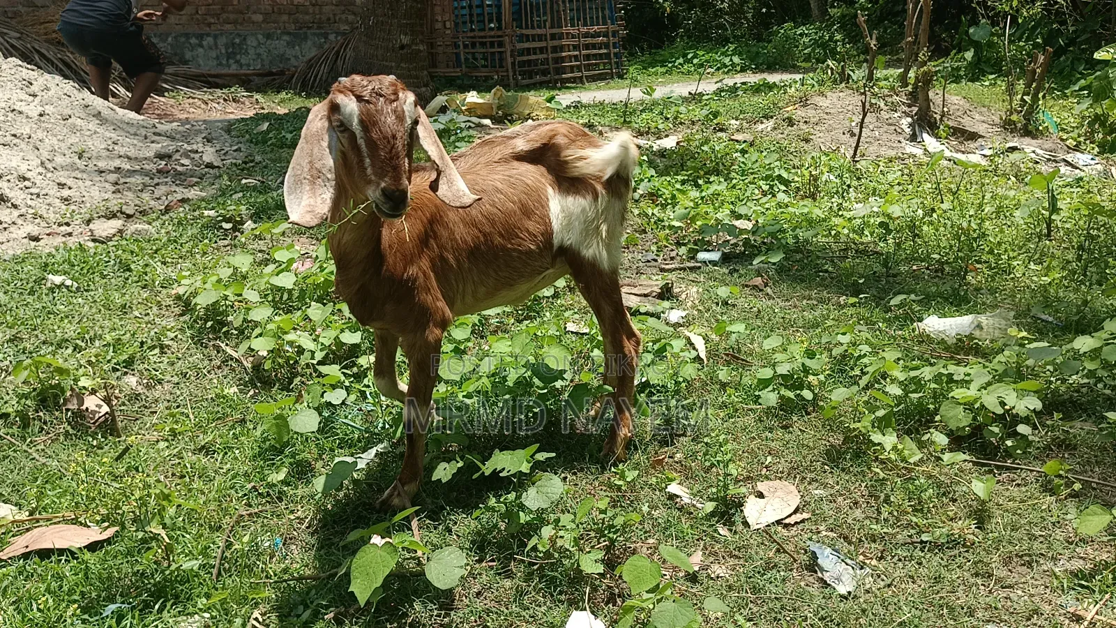বডি ওয়েট এ বিক্রয় করা হয় 700 টাকা খাসি আর 650 টাকা মেয়ে 10মাস+বয়স