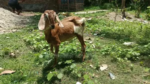 বডি ওয়েট এ বিক্রয় করা হয় 700 টাকা খাসি আর 650 টাকা মেয়ে 10মাস+বয়স