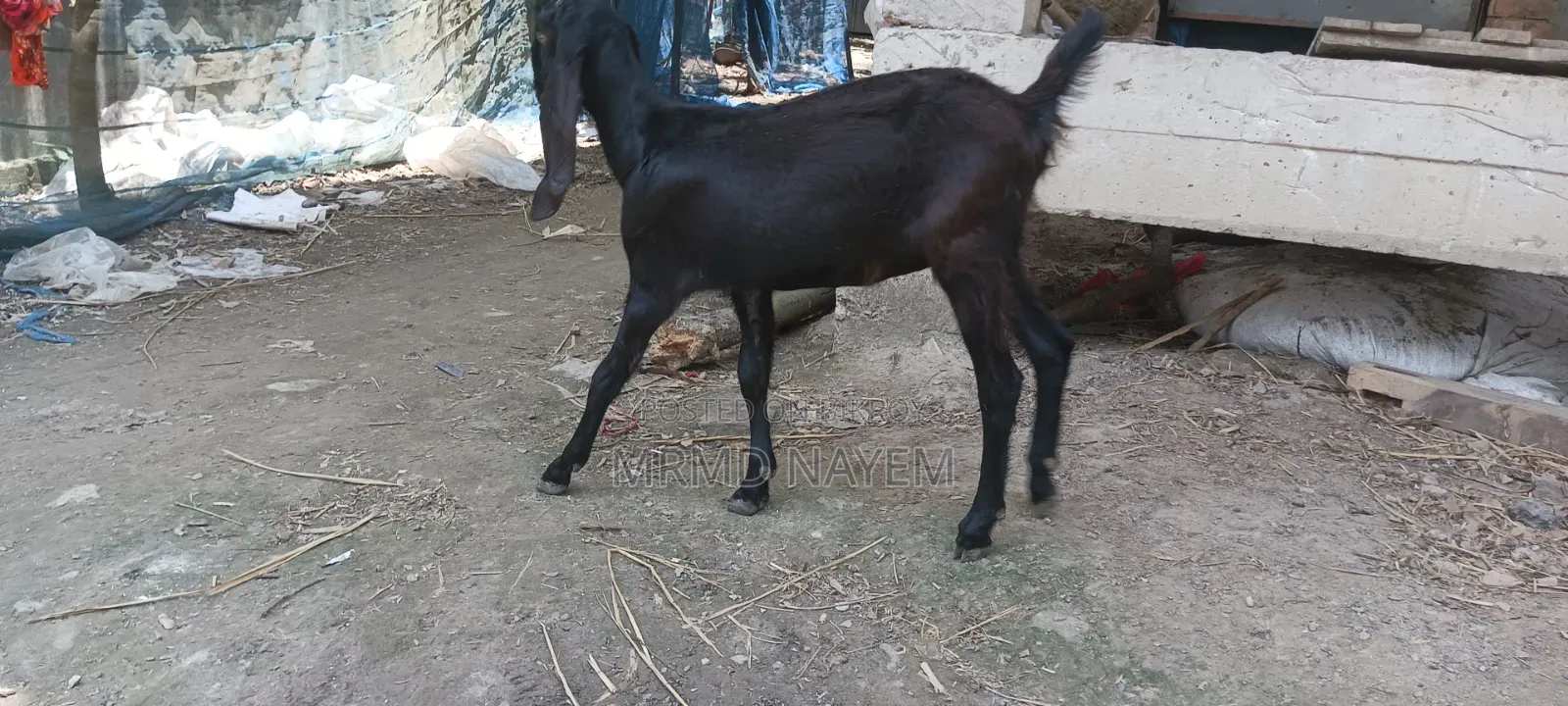 বডি ওয়েট এ বিক্রয় করা হয় 700 টাকা খাসি আর 650 টাকা মেয়ে 10মাস+বয়স