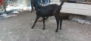 বডি ওয়েট এ বিক্রয় করা হয় 700 টাকা খাসি আর 650 টাকা মেয়ে 10মাস+বয়স
