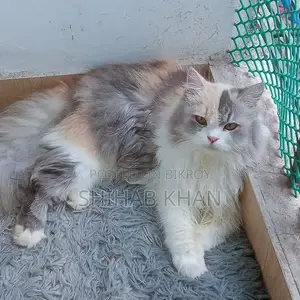 1+ Year Female Purebred Persian