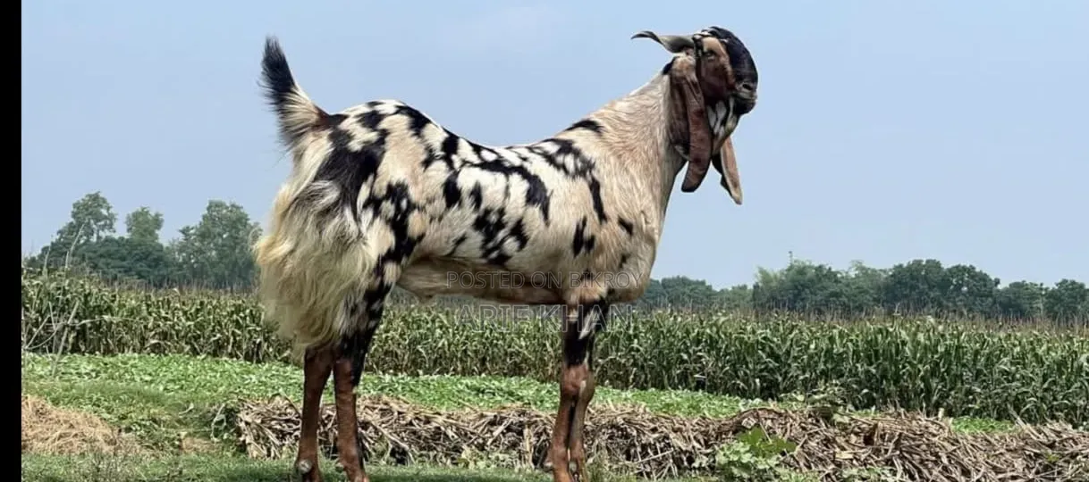 একটি ছাগল বিক্রয় করা হবে।