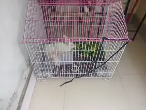 খরগোশ বিক্রি হবে