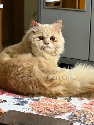 1+ Year Male Purebred Persian