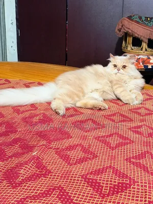 1+ Year Male Purebred Persian