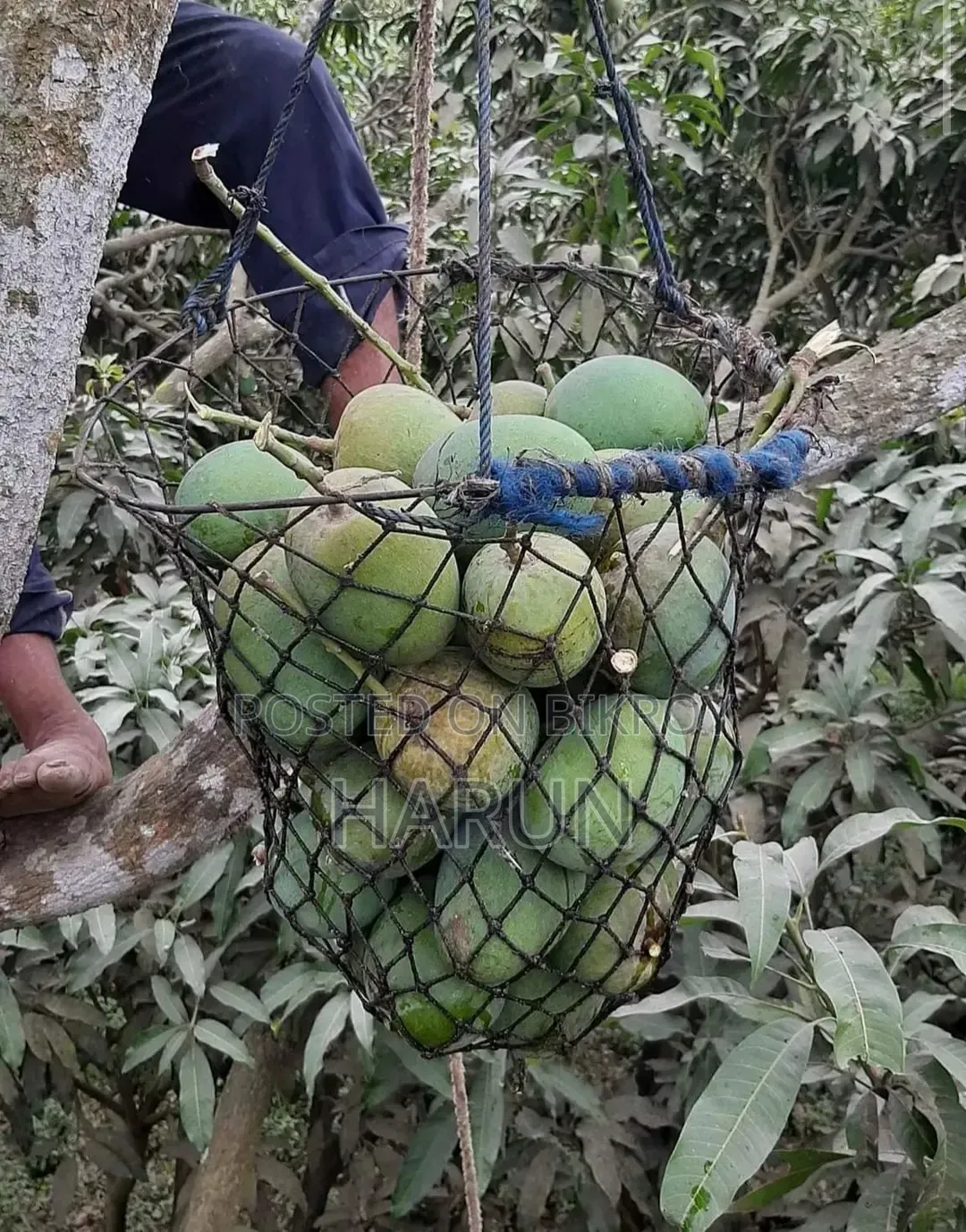 রসালো ও সুস্বাদু আম