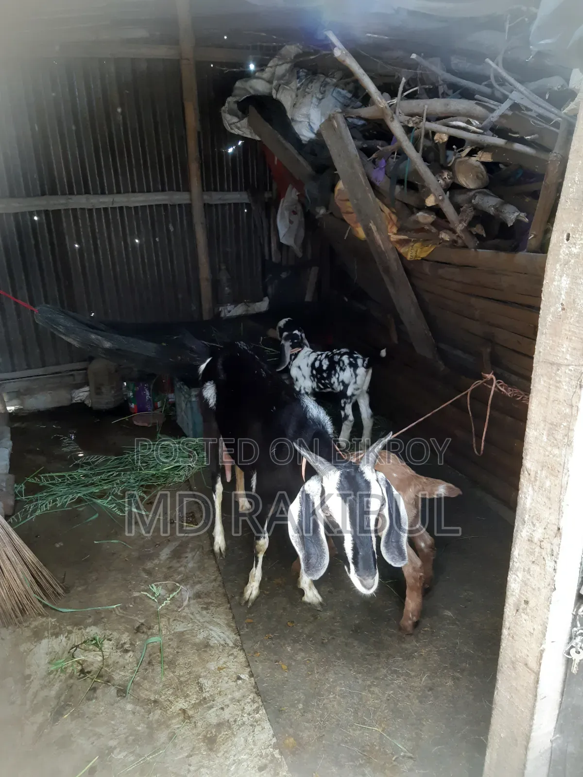পাটনাইয়া ছাগি