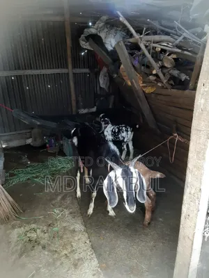 পাটনাইয়া ছাগি