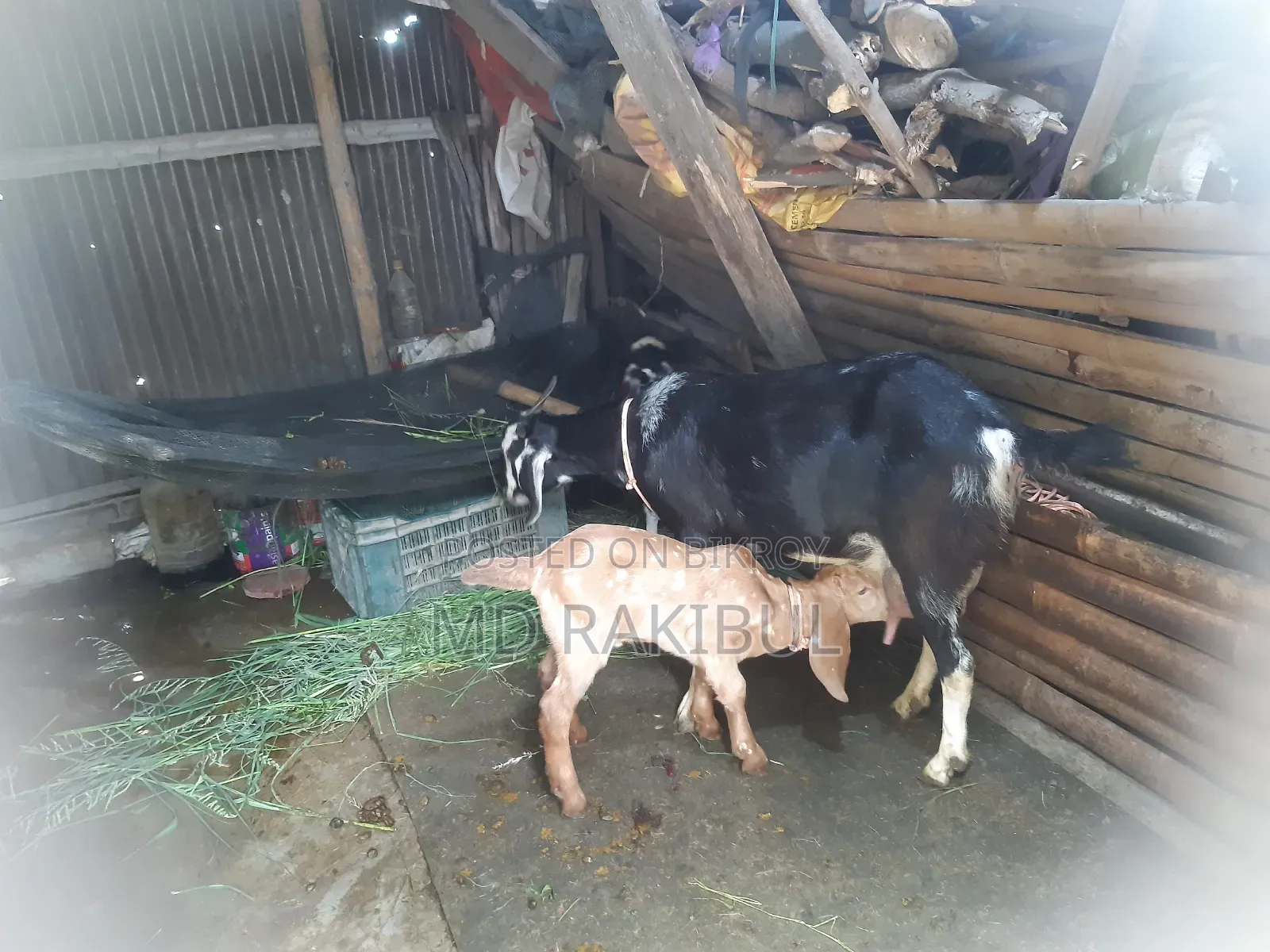 পাটনাইয়া ছাগি