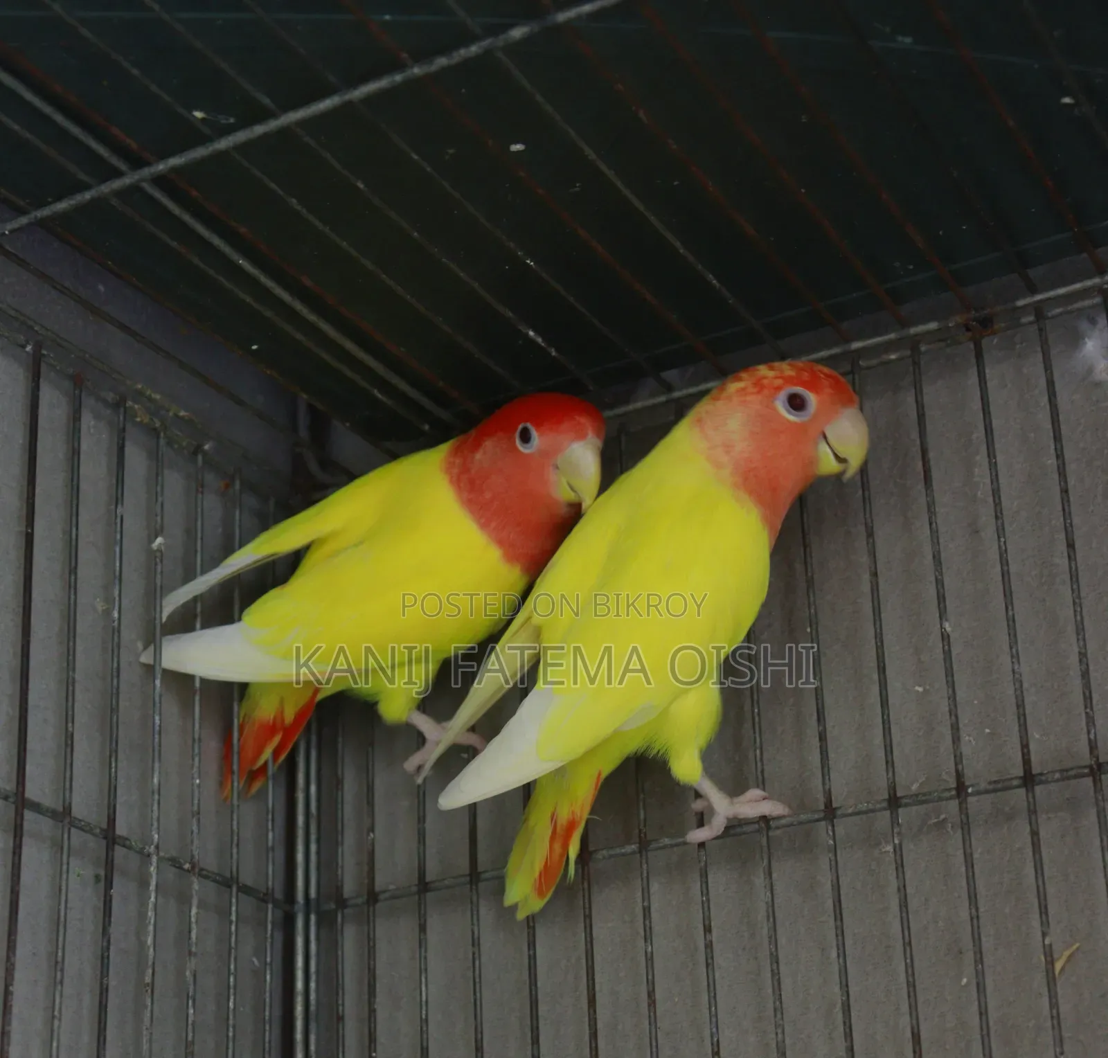 Love Bird Running Pair