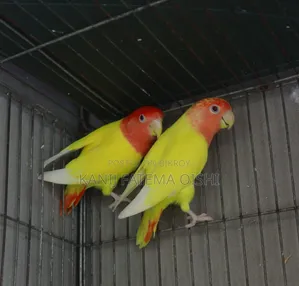 Love Bird Running Pair