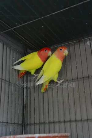 Love Bird Running Pair