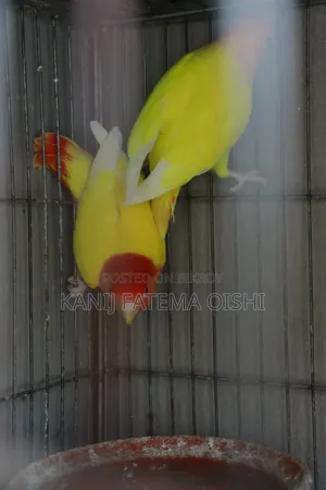 Love Bird Running Pair