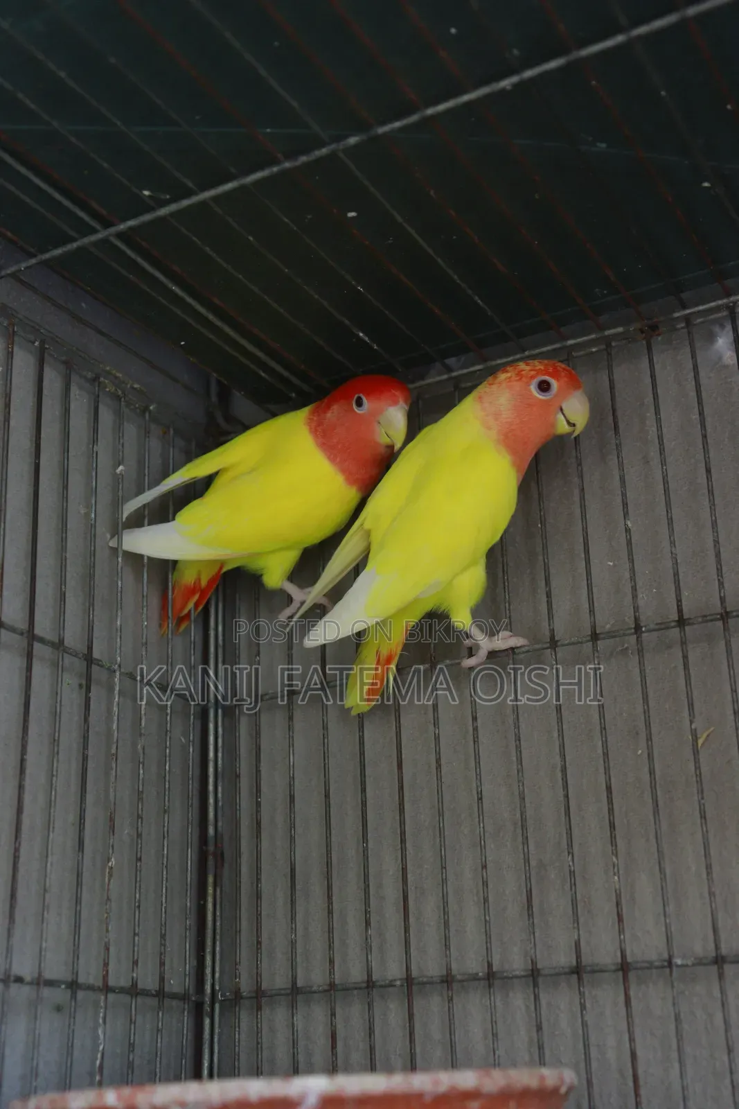 Love Bird Running Pair
