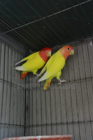 Love Bird Running Pair