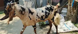 একটি ছাগল বিক্রয় করা হবে।