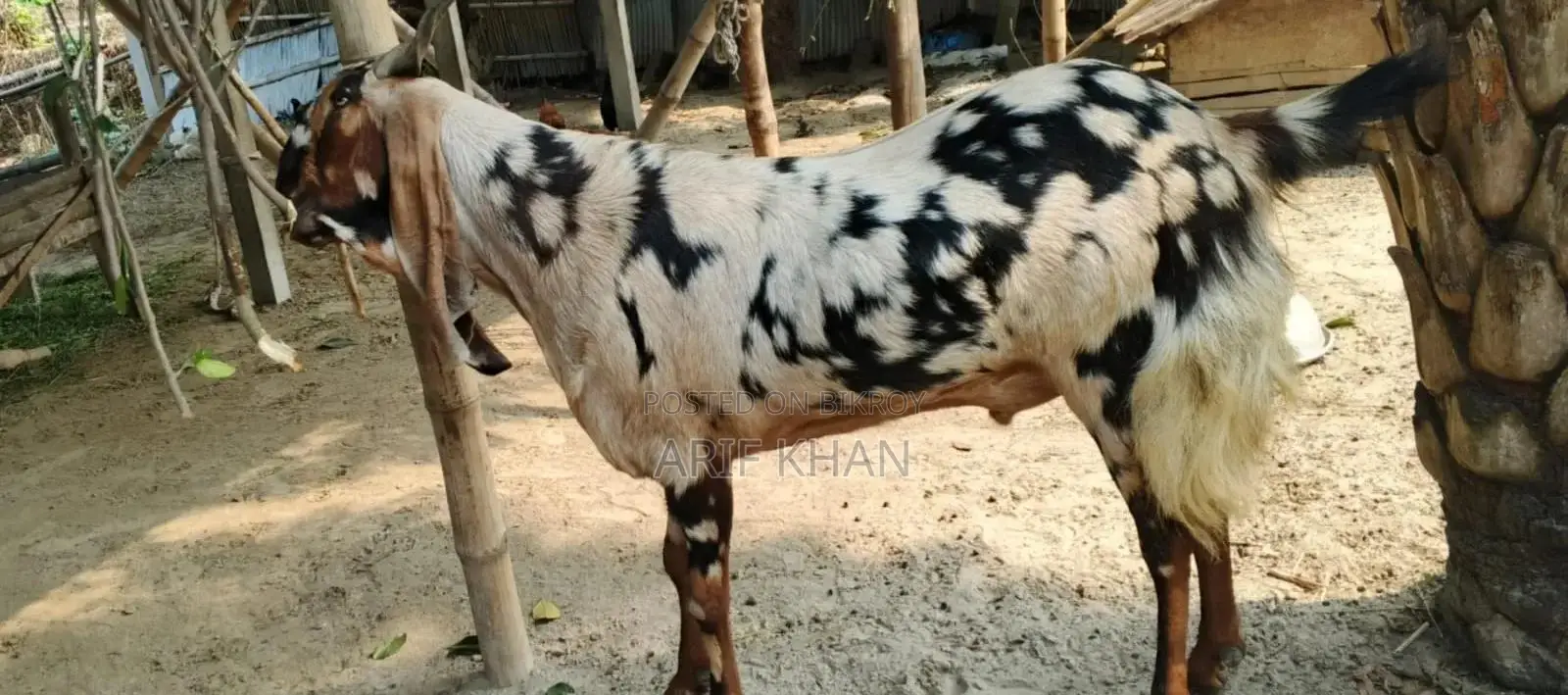 একটি ছাগল বিক্রয় করা হবে।
