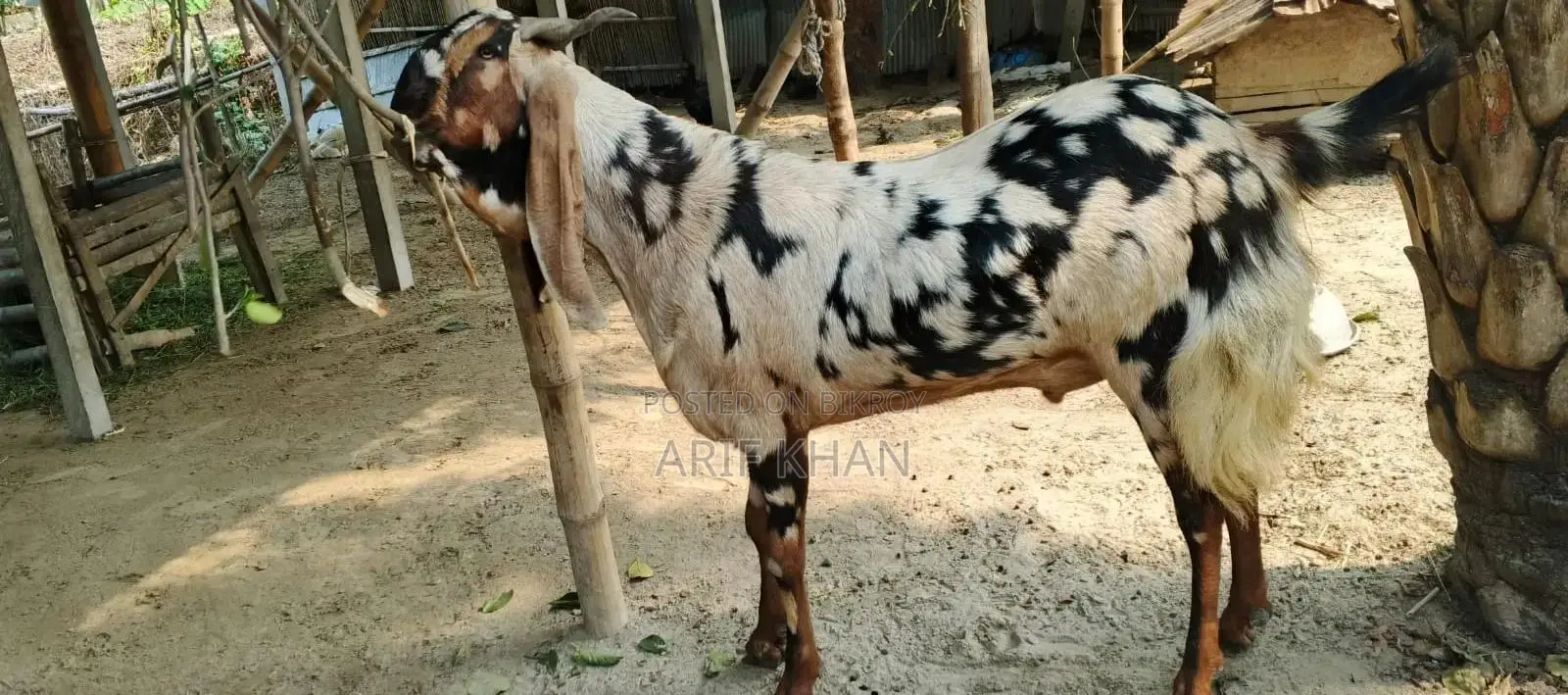 একটি ছাগল বিক্রয় করা হবে।