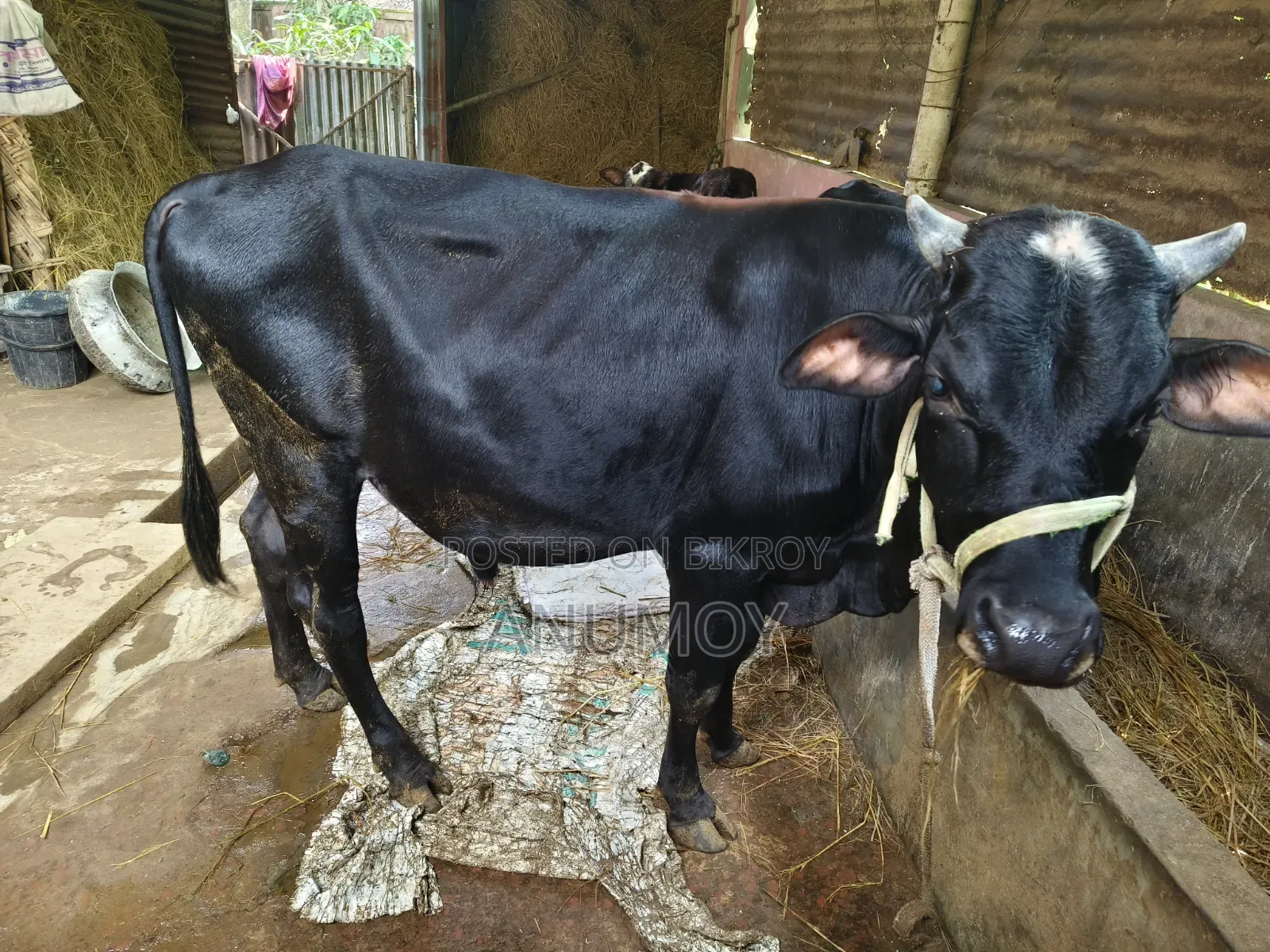 ষাঁড়টি বিক্রি হবে।