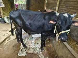 ষাঁড়টি বিক্রি হবে।