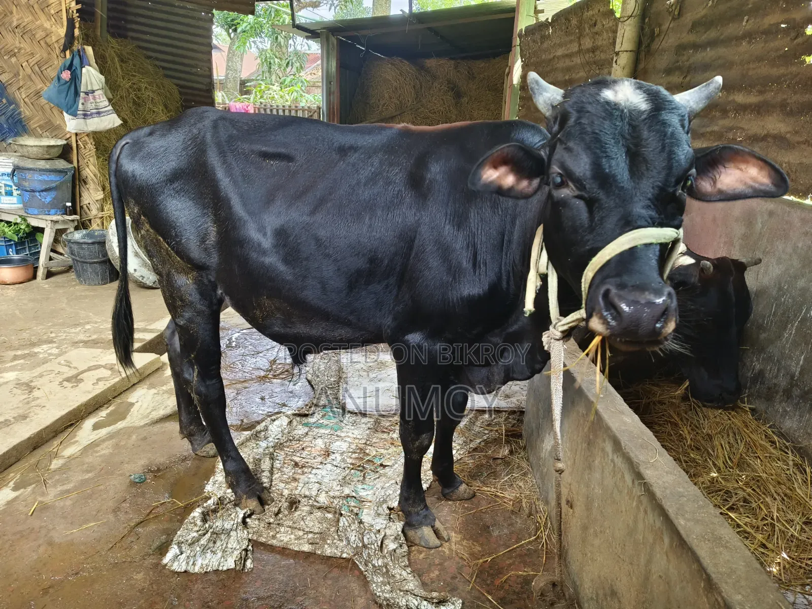 ষাঁড়টি বিক্রি হবে।