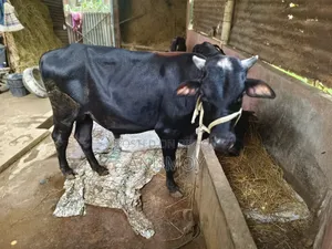 ষাঁড়টি বিক্রি হবে।