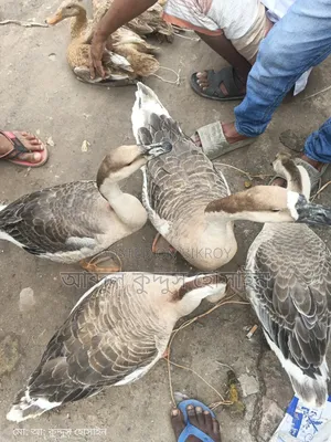 বাড়ির পালিত রাজহাঁস