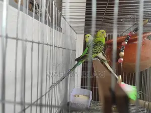 Healthy Budgies for Sale With Cage