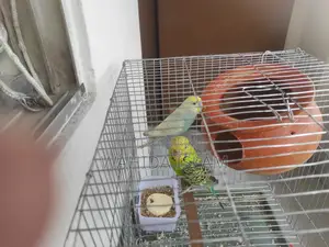 Healthy Pair of Budgies for Sale