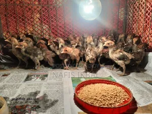 ফাওমি মুরগির বাচ্চা