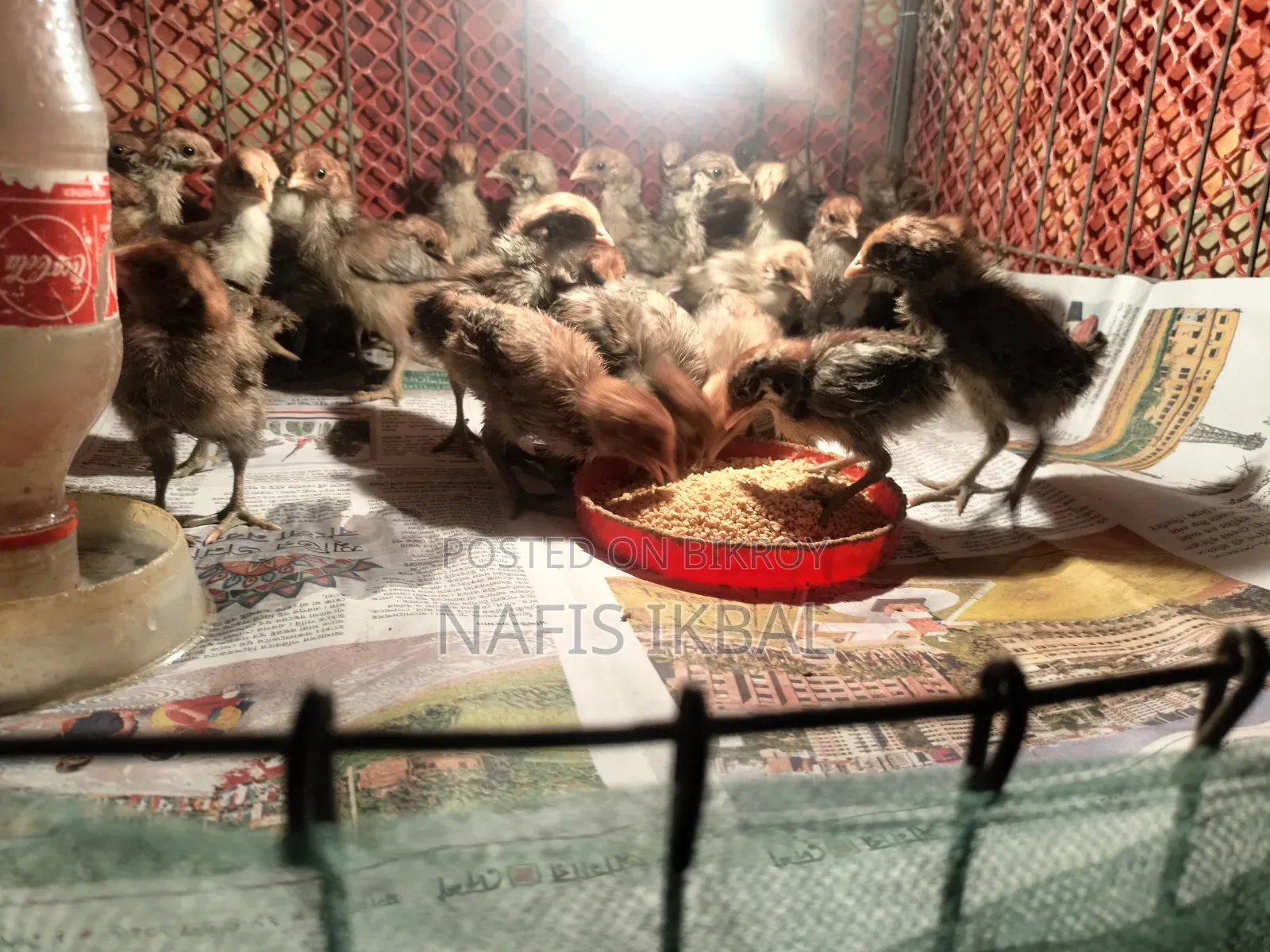 ফাওমি মুরগির বাচ্চা