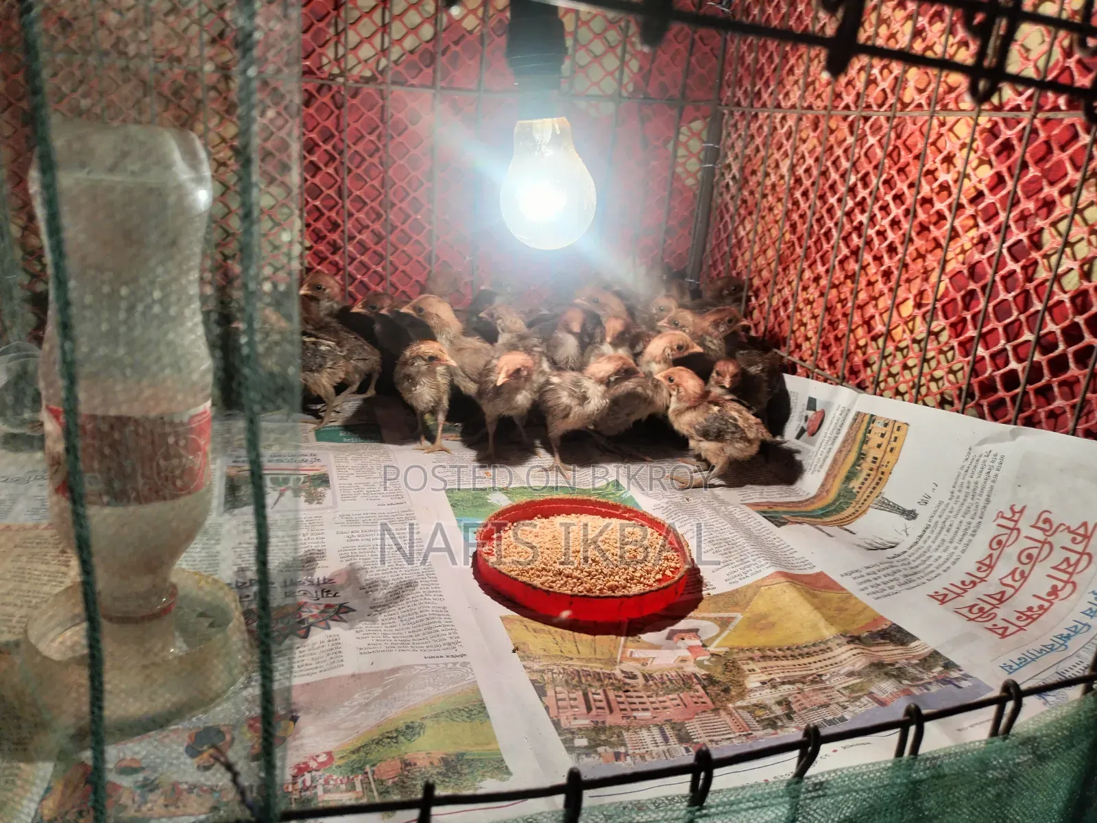 ফাওমি মুরগির বাচ্চা