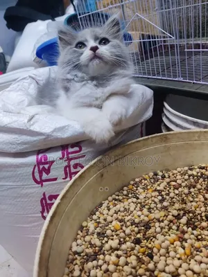 1-3 Months Male Purebred Persian