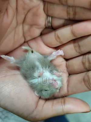 Campbell Dwarf Hamster 3 Weeks
