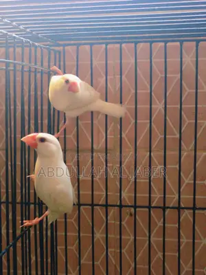 রানিং সাদা জাবা