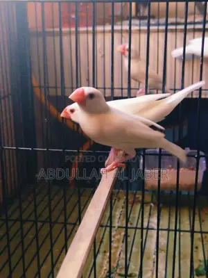 রানিং সাদা জাবা