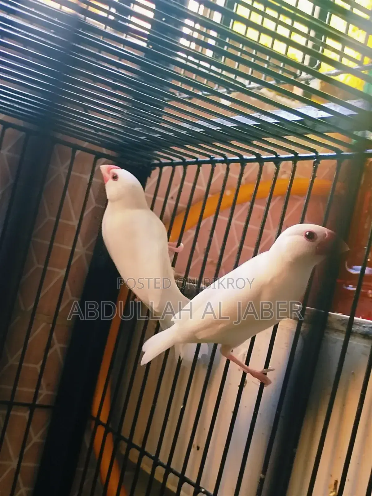 রানিং সাদা জাবা