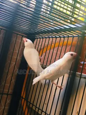 রানিং সাদা জাবা
