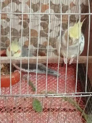 Cockatiel (Pair)