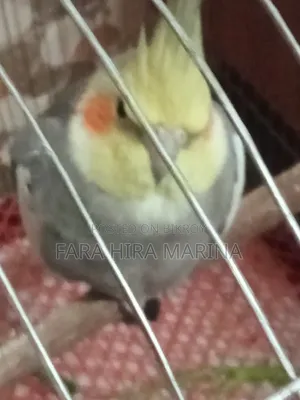 Cockatiel (Pair)