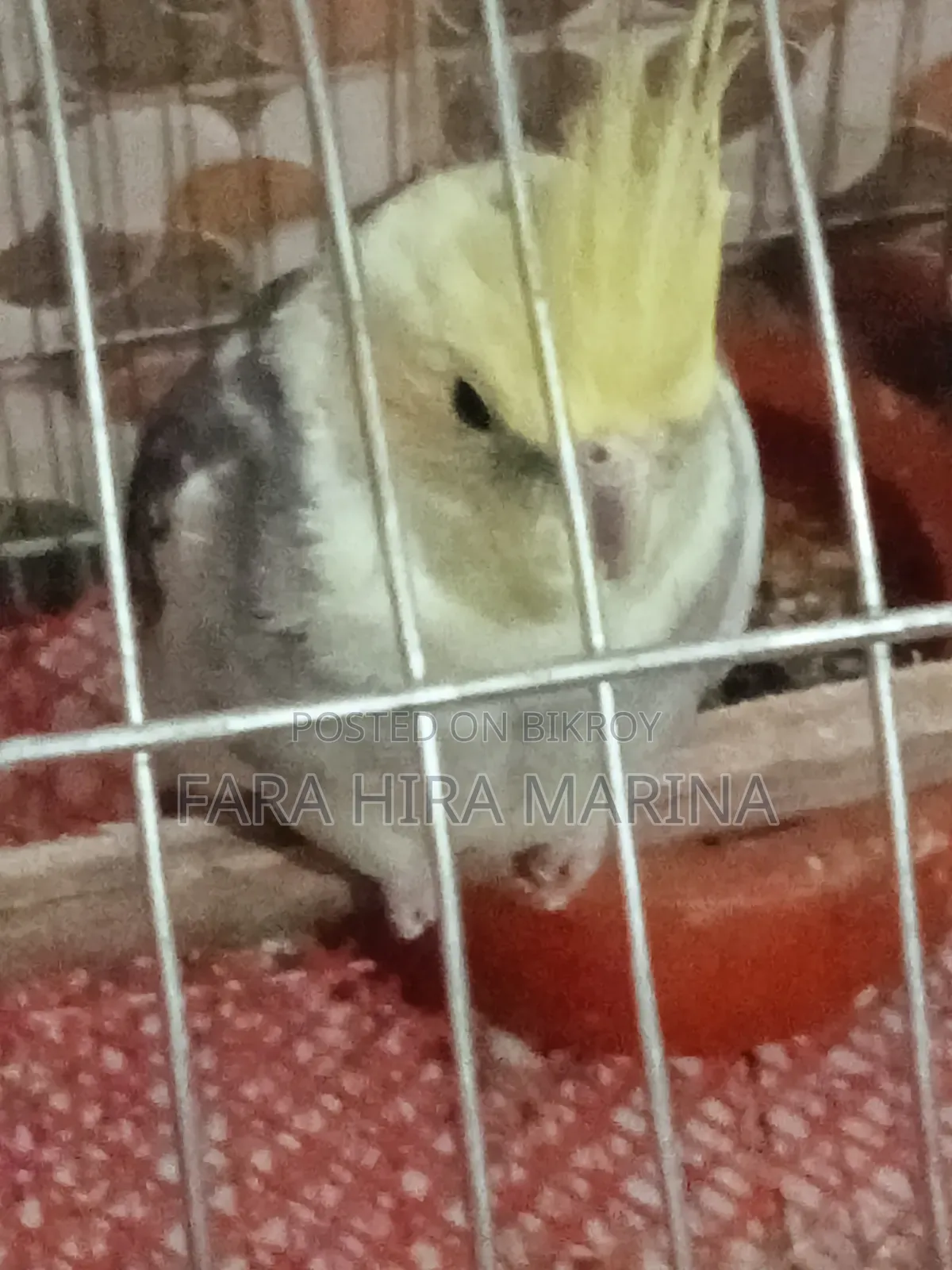 Cockatiel (Pair)