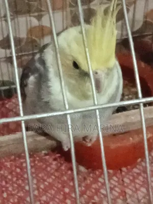 Cockatiel (Pair)