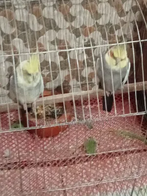 Cockatiel (Pair)