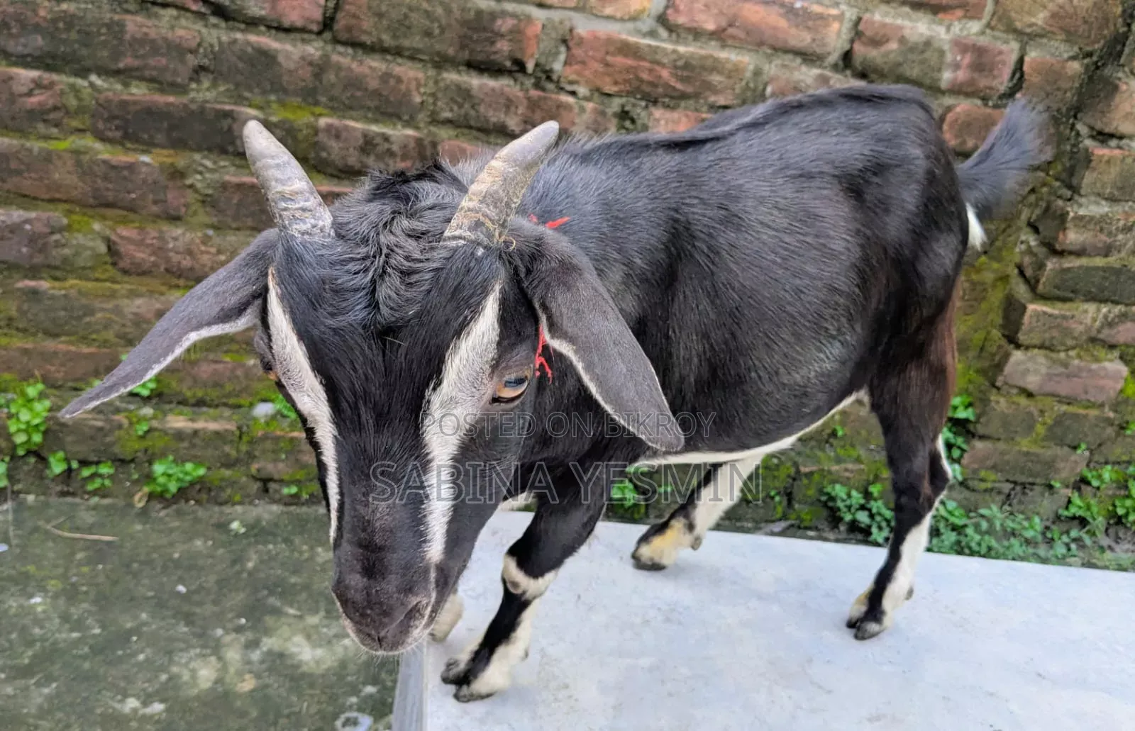 কুরবানীর উপযোগী দুই দাঁতের খাসি ছাগল।
