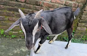 কুরবানীর উপযোগী দুই দাঁতের খাসি ছাগল।